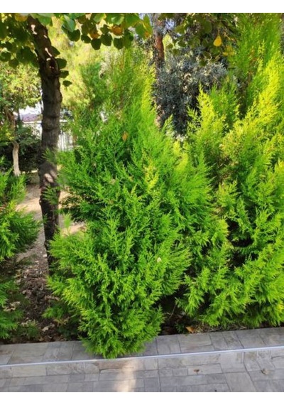 Videolu Kokulu Limon Çamı Limoni Servi 30 40 Cm 1 Adet Saksılı Dış Mekan Ağaç Cupressus Macrocarpa