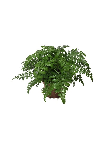 Asplenium Parvati Ø12 CM Y25-30 CM