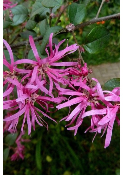 Rüya Çiçeği | Loropetalum Fidanı 15-20 cm