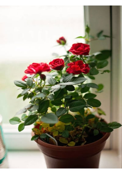 Videolu Kırmızı Yediveren Mis Kokulu Gül Fidanı 3 Adet Saksılı 50-90 Cm Red Rose Sapling