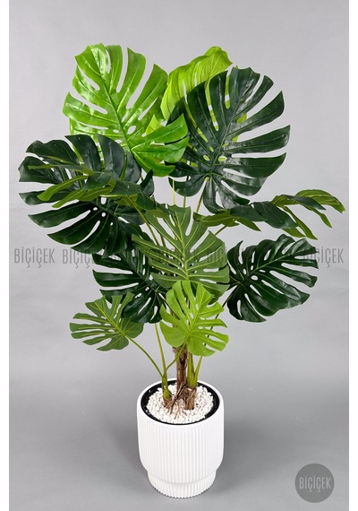 Biçiçek Yapay Monstera Ağacı Deve Tabani 160 Cm Beyaz Vega Saksıda