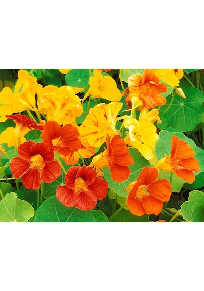 10+ Nasturtium Latin Çiçeği Tohumu Karışık Renk Çiçekli