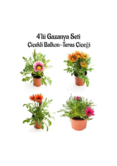 Pembe Beyaz+turuncu+kırmızı+koyu Pembe Gazanya Çiçeği 4 Adet Saksılı 10-20cm