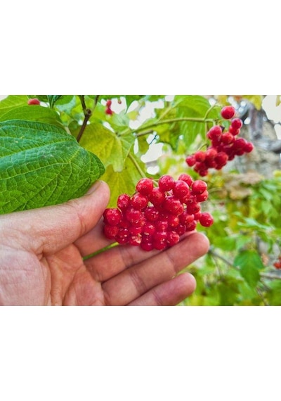 Kayseri Pazarı Gilaburu Nektar 1 L