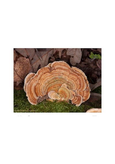 Şifa Hindikuyruğu Coriolus Versicolor 80 G