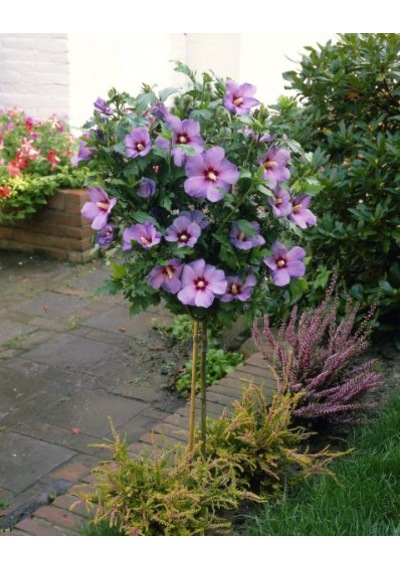 Mor Hint Gülü Hibiskus 60 - 90 Cm - Tüplü