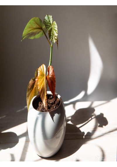 Serada Decor Plant Çilli Begonya 8.5 Saksıda Begonia Corollina Mini Boy Bol Dallı İç Mekan Bitkisi