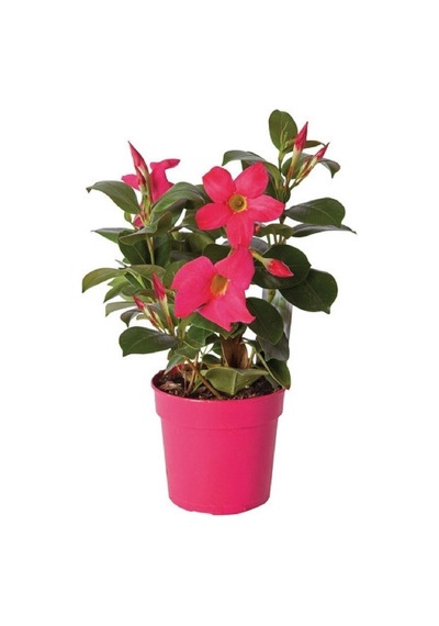 Nura Botanik Pembe Mandavilla Dipledenya Salon Bitkisi Hollandadan Ithal 30-35cm