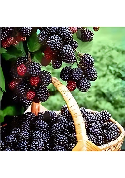 Böğürtlen Jumbo 50-75 Cm Boyunda Tüplüdür