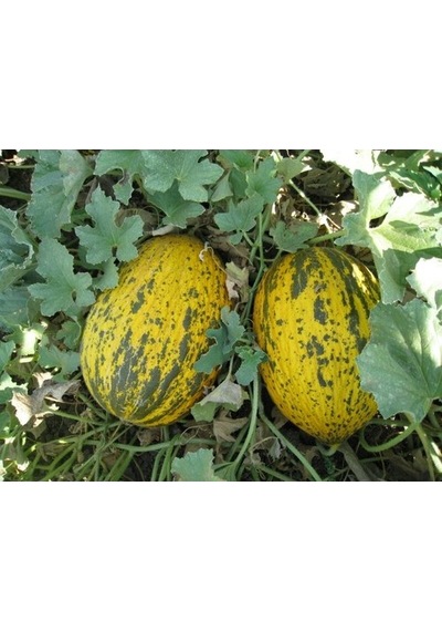 Yerli Kırkağaç Kavun Tohumu 10 GR Ort 200 Ad Tohum N11756