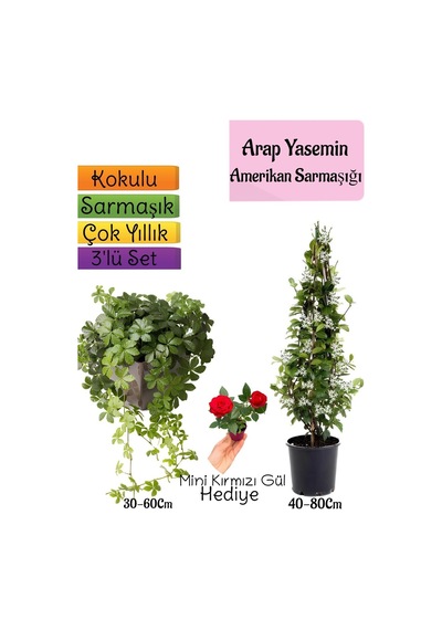 Avantajlı Ürün Kokulu Arap Yasemini Amerikan Sarmaşığı Itır Çiçeği 3'lü Bahçe Seti