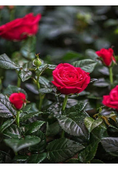 Özel Seri Gül Fidanı Kırmızı Renk 30 40 Cm 1 Adet Aşılı Gül Red Rose