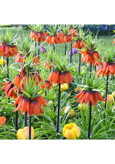 Kırmızı Renkli Fritillaria Rubra Ters Lale Soğanı 2 Adet