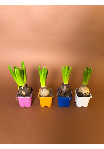 Sümbül Hyacinthus Orientalis 19 Cm Tekli Saksıda Filizlenmiş Form