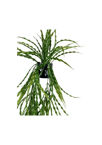 Yapay Çiçek Saksıda Sarkan Yeşil Kıvrımlı Saz 70Cm