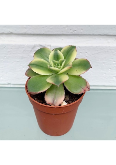 Aeonium Kiwi Gökkuşağı Sukulent 10 Adet