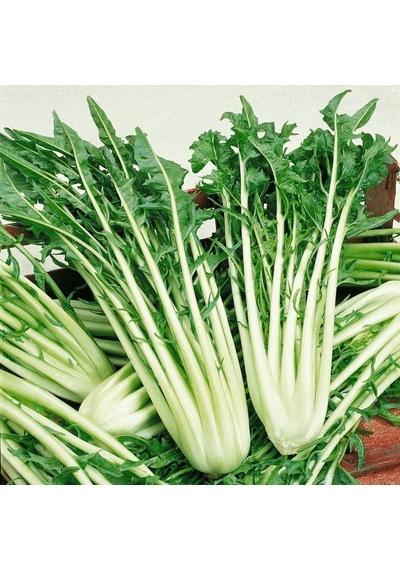 İtalyan Mutfağına Özgü Geleneksel Catalogna Emerald Endive Tohumu 50 Tohum