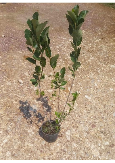 Nero Aronia Aronya Fidanı Fidesi 10-20 Cm