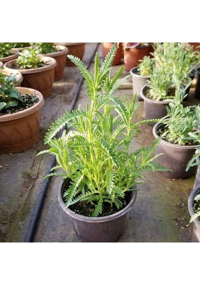 Yoğun Kokulu Aromatik Lavanta Fidanı 10-20 Cm