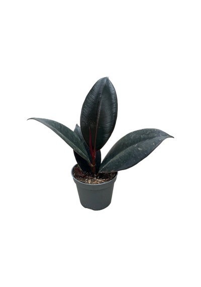 Ficus Elastica 'abidjan' Kauçuk Çiçeği Ø5,5 Cm Y0-10 Cm
