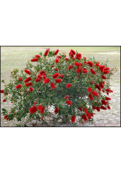 2 Adet Callistemon   Leavis Fırça Çalısı Fidanı. 40-60 Cm.