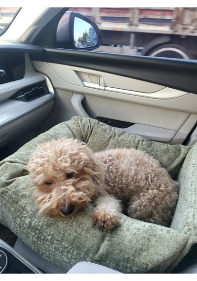 Kedi Köpek Seyahat Yatağı yeşil