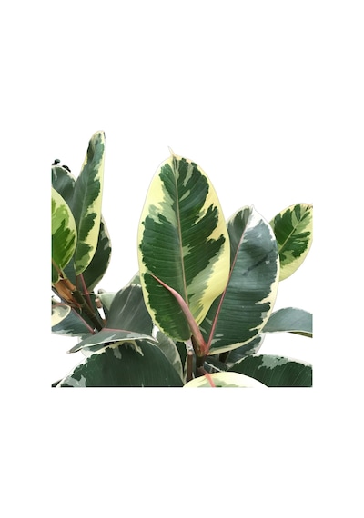 Ficus Elastica 'tineke' Kauçuk Çiçeği Ø24 Cm H90-100 Cm
