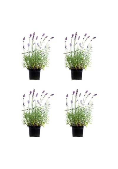 Lavanta Angustifolia Mor Renkli 10 25 Cm 20 Adet Tüplü Lavanta Fidesi Lavender Seedling