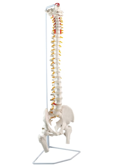 Lüks Esnek Omurga Modeli, Femur Başlı Ve Manyetik Bağlantılı Sakrum Kret, 85 Cm - Omurga Maketi 01