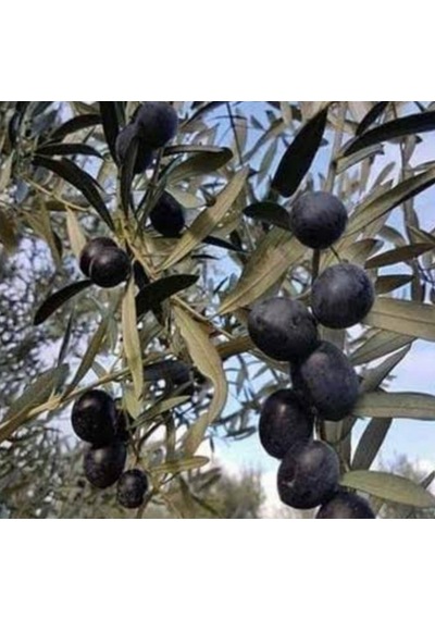 10 Lu Gemlik Zeytin Fidanı