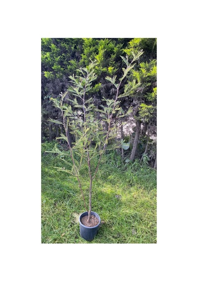 Mimoza Çiçeği Canlı Bitki