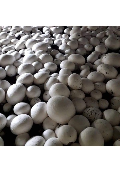 3000 Adet Beyaz Şapkalı Kültür Mantarı Tohumu