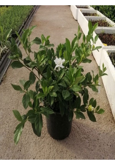 Videolu 1 Adet Salon Hediyesi Yoğun Kokulu Gardenya Çiçeği 20-40 Cm Saksılı Iç Mekan Gardenia