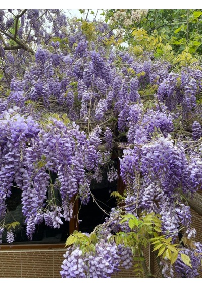 Bahçevilya 2 Yaşında Tüplü Mor Salkım Wisteria Sinensis Fidanı