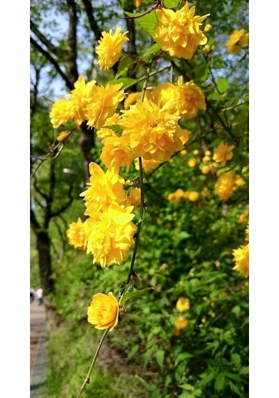 Kanarya Gülü Fidanı Tüplü 60-80cm Boy Kerria Japonica