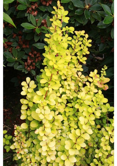 Sarı Berberis - Renkli Çit Bitkisi Sarı Berberis - Renkli Çit Bit