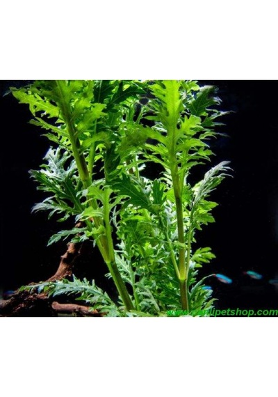 .hygrophila Difformis Çınar 10 Kök