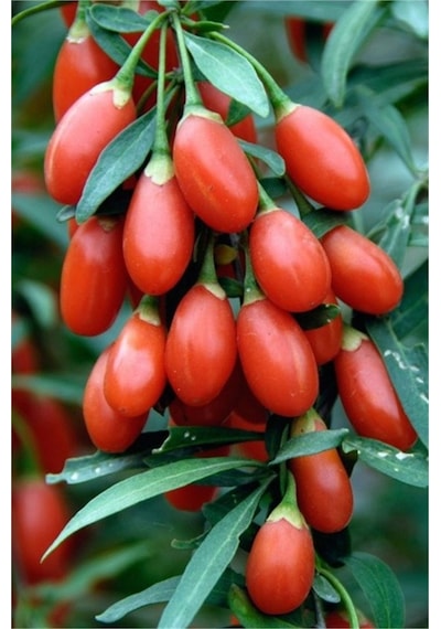 Gojiberry Tohumu 10 Tohum Goji Berry + Tohum