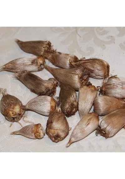 Kırmızı Katmerli Frezya Çiçeği Soğanı 5 Adet