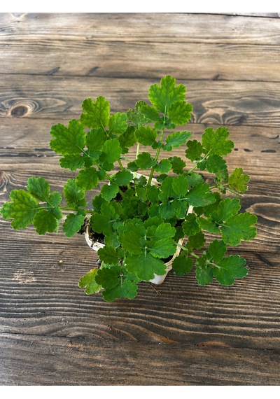 Kırlangıç Otu Fidesi Chelidonium Majus Canlı Bitki