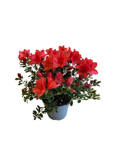 Rhododendron Indicum 'red' Açelya Çiçeği