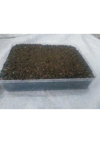 Özel Kutusunda KüLür Mantarı Tohumu Ekili Deneme Hobi Kiti N111869