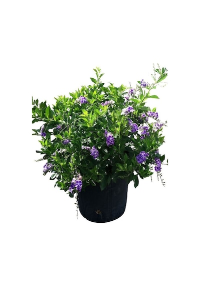 Duranda Mor Ağaç Menekşesi Çiçeği 1 Adet 30-60 Cm Saksılı +yaprak Güzeli