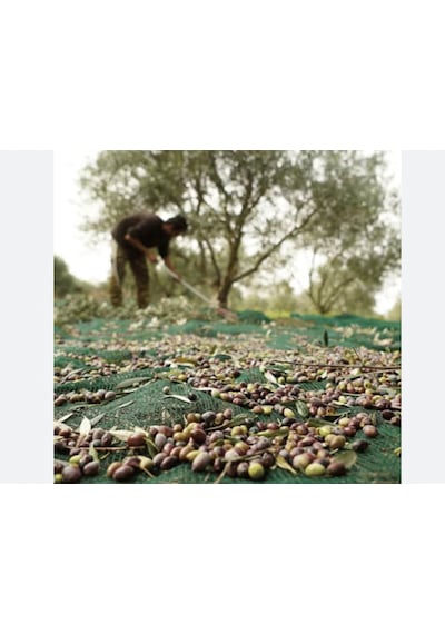 Zeytin Filesi - 95lik - Yeşil