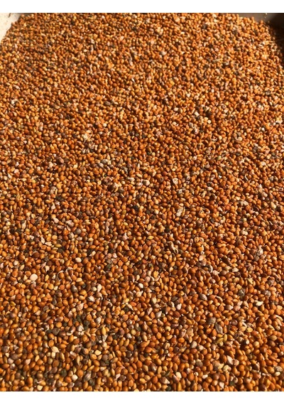 Elenmiş Tane Kızıl Daldarı 1 Kg