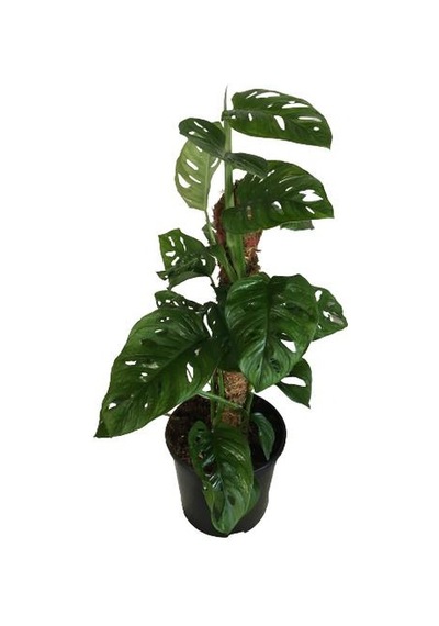 Monstera Obliqua - Sarmaşık Cins Deve Tabanı 80-100 Cm