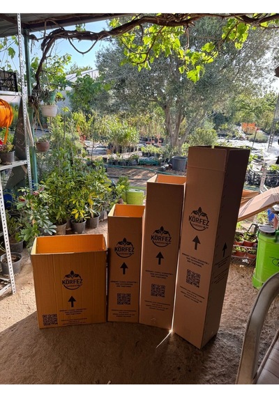 Monstera - Deve Tabanı Bitkisi 70-90 Cm