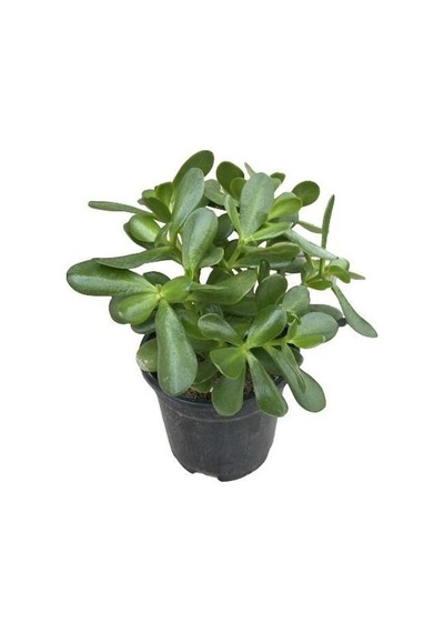 Crassula Ovata Para Çiçeği Bitkisi Fidanı 10-20 Cm
