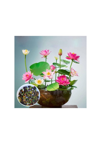10 Adet Tohum Nadir Pembe Hint Nilüfer Lotusa Lotus Çiçeği Tohumu Organik Mis Kokulu Çiçek