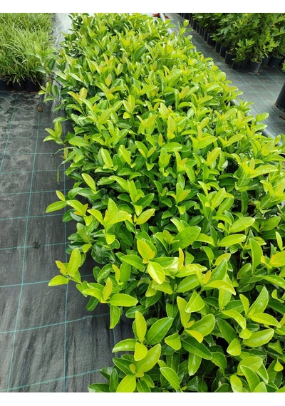 Serada Decor Plant Kartopu Viburnum Lucidum Fidanı 15-25 Cm 1 Adet Doğal Çit Duvar